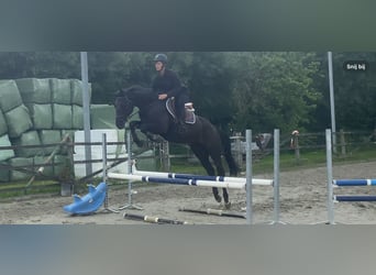 Belgijski koń gorącokrwisty, Wałach, 5 lat, 170 cm, Kara