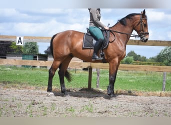 Belgijski koń gorącokrwisty, Wałach, 5 lat, 175 cm, Gniada