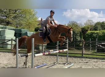 Belgijski koń gorącokrwisty, Wałach, 5 lat, 177 cm, Kasztanowata
