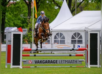 Belgijski koń gorącokrwisty, Wałach, 6 lat, 163 cm, Gniada