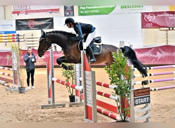 Belgijski koń gorącokrwisty, Wałach, 6 lat, 165 cm, Gniada