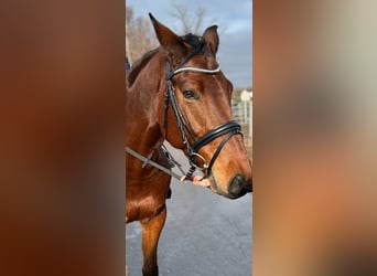 Belgijski koń gorącokrwisty, Wałach, 6 lat, 165 cm, Gniada