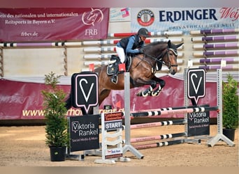Belgijski koń gorącokrwisty, Wałach, 6 lat, 165 cm, Gniada