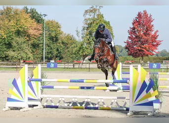 Belgijski koń gorącokrwisty, Wałach, 6 lat, 167 cm, Gniada