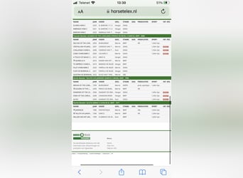 Belgijski koń gorącokrwisty, Wałach, 6 lat, 168 cm, Gniada