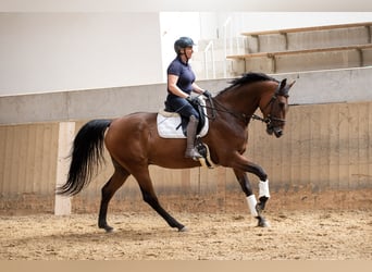 Belgijski koń gorącokrwisty, Wałach, 6 lat, 171 cm, Gniada