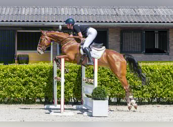 Belgijski koń gorącokrwisty, Wałach, 6 lat, 173 cm, Gniada