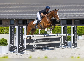Belgijski koń gorącokrwisty, Wałach, 6 lat, 173 cm, Gniada