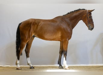Belgijski koń gorącokrwisty, Wałach, 6 lat, 173 cm, Gniada