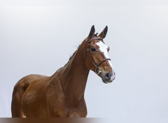 Belgijski koń gorącokrwisty, Wałach, 6 lat, 173 cm, Gniada