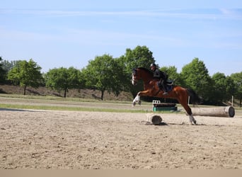 Belgijski koń gorącokrwisty, Wałach, 6 lat, 176 cm