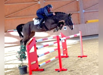 Belgijski koń gorącokrwisty, Wałach, 7 lat, 168 cm, Skarogniada