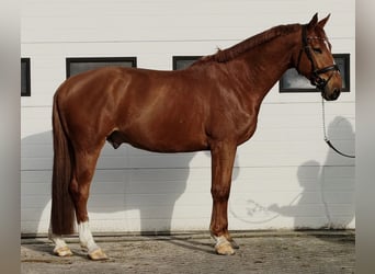 Belgijski koń gorącokrwisty, Wałach, 7 lat, 172 cm, Kasztanowata
