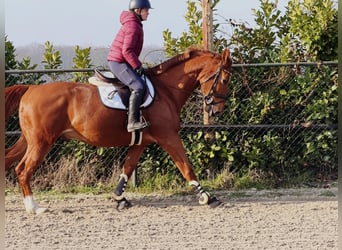 Belgijski koń gorącokrwisty, Wałach, 7 lat, 172 cm, Kasztanowata
