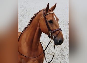 Belgijski koń gorącokrwisty, Wałach, 7 lat, 173 cm, Kasztanowata