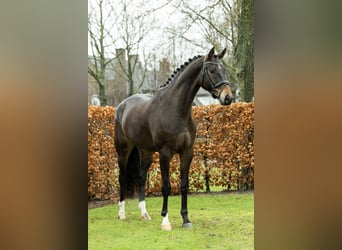 Belgijski koń gorącokrwisty, Wałach, 7 lat, 178 cm