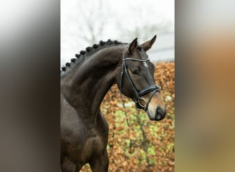 Belgijski koń gorącokrwisty, Wałach, 7 lat, 178 cm