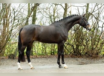 Belgijski koń gorącokrwisty, Wałach, 7 lat, 178 cm