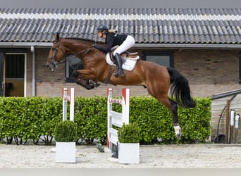 Belgijski koń gorącokrwisty, Wałach, 7 lat, 180 cm, Gniada