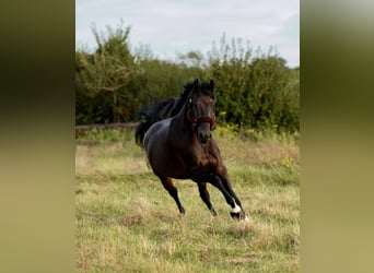 Belgijski koń gorącokrwisty, Wałach, 8 lat, 164 cm, Ciemnogniada
