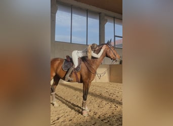 Belgijski koń gorącokrwisty, Wałach, 8 lat, 165 cm, Gniada