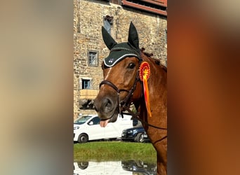 Belgijski koń gorącokrwisty, Wałach, 8 lat, 165 cm, Kasztanowata