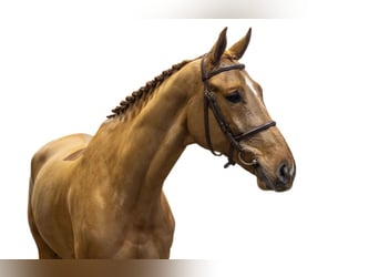 Belgijski koń gorącokrwisty, Wałach, 8 lat, 168 cm, Kasztanowata