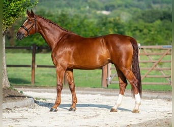 Belgijski koń gorącokrwisty, Wałach, 8 lat, 170 cm, Ciemnokasztanowata