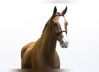 Belgijski koń gorącokrwisty, Wałach, 8 lat, 171 cm, Kasztanowata