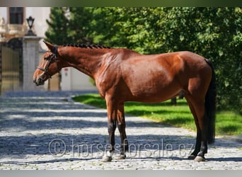 Belgijski koń gorącokrwisty, Wałach, 8 lat, 173 cm, Gniada