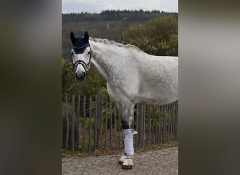 Belgijski koń gorącokrwisty, Wałach, 8 lat, 173 cm, Stalowosiwy