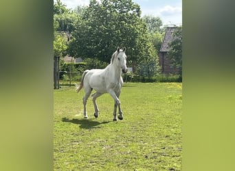 Belgijski koń gorącokrwisty, Wałach, 9 lat, 166 cm, Biała