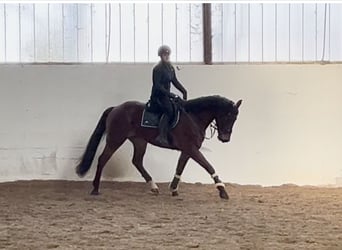 Belgijski koń gorącokrwisty, Wałach, 9 lat, 166 cm, Gniada