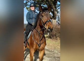 Belgijski koń gorącokrwisty, Wałach, 9 lat, 166 cm, Gniada