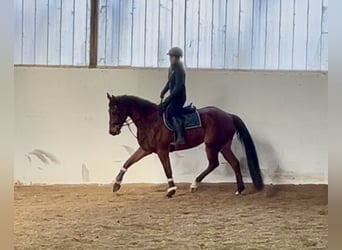 Belgijski koń gorącokrwisty, Wałach, 9 lat, 166 cm, Gniada