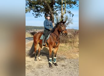 Belgijski koń gorącokrwisty, Wałach, 9 lat, 166 cm, Gniada