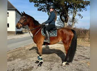 Belgijski koń gorącokrwisty, Wałach, 9 lat, 166 cm, Gniada