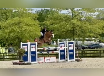 Belgijski koń gorącokrwisty, Wałach, 9 lat, 167 cm, Gniada