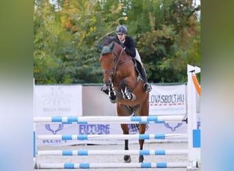 Belgijski koń gorącokrwisty, Wałach, 9 lat, 168 cm, Gniada