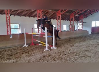 Belgijski koń gorącokrwisty, Wałach, 9 lat, 170 cm, Gniada