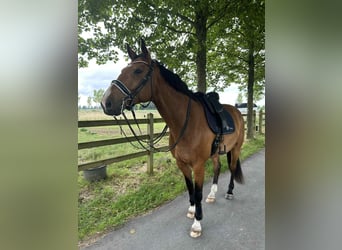 Belgijski koń gorącokrwisty, Wałach, 9 lat, 172 cm, Gniada