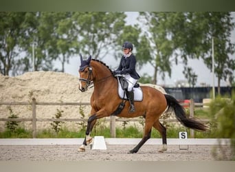 Belgijski koń gorącokrwisty, Wałach, 9 lat, 172 cm, Gniada