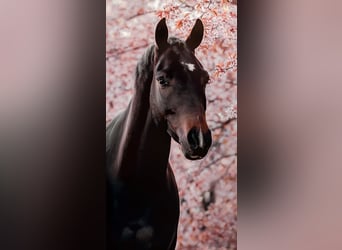 Belgijski koń gorącokrwisty, Wałach, 10 lat, 165 cm, Ciemnogniada