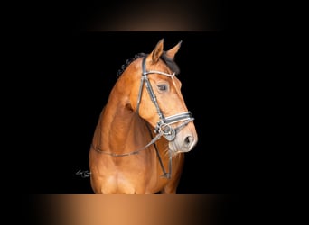 Belgijski koń gorącokrwisty, Wałach, 10 lat, 165 cm