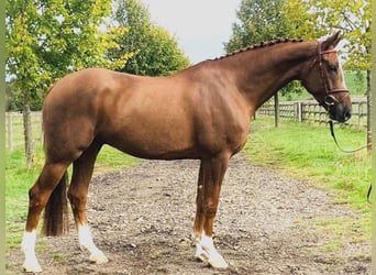 Belgijski koń gorącokrwisty, Wałach, 10 lat, 166 cm, Ciemnokasztanowata