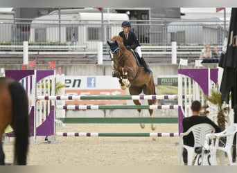 Belgijski koń gorącokrwisty, Wałach, 10 lat, 167 cm, Kasztanowata