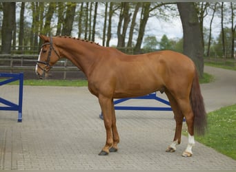 Belgijski koń gorącokrwisty, Wałach, 10 lat, 169 cm, Kasztanowata