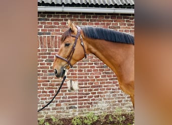 Belgijski koń gorącokrwisty, Wałach, 10 lat, 172 cm, Kasztanowata