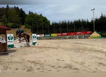 Belgijski koń gorącokrwisty, Wałach, 10 lat, 180 cm, Gniada