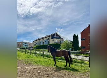 Belgijski koń gorącokrwisty, Wałach, 10 lat, 180 cm, Gniada